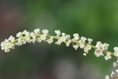 Gouania microcarpa